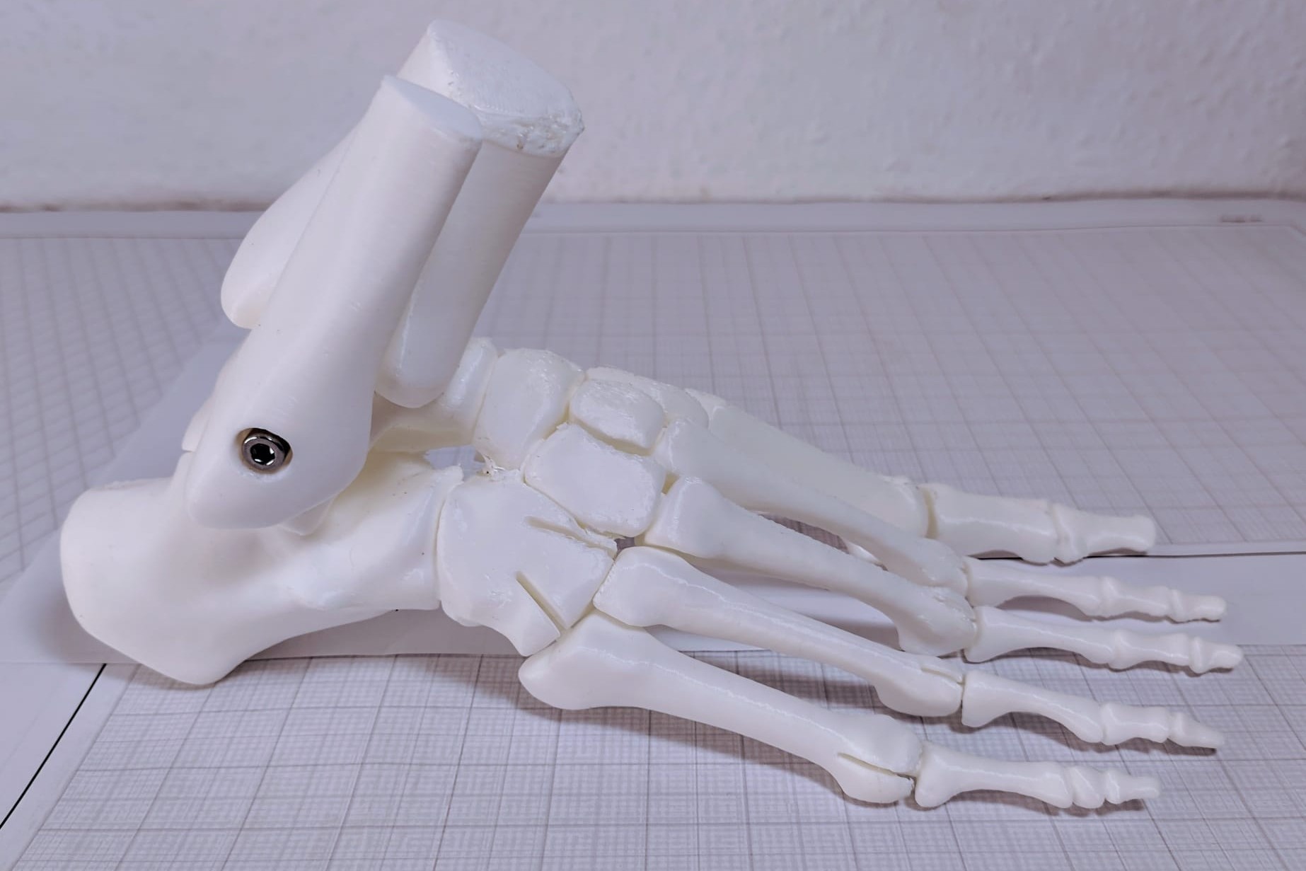 Foot model