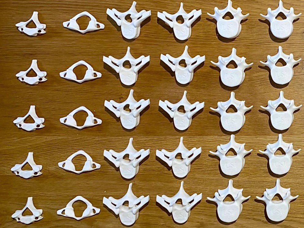 Vertebrae simulators half