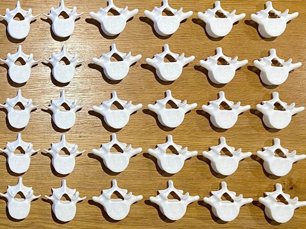Vertebrae simulators half